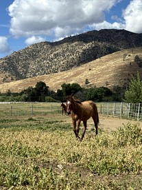 Enchanting Ranch Cottage with Hot Tub & Wide Open Meadows in Kernville, California - Kernville, California - glamping.directory