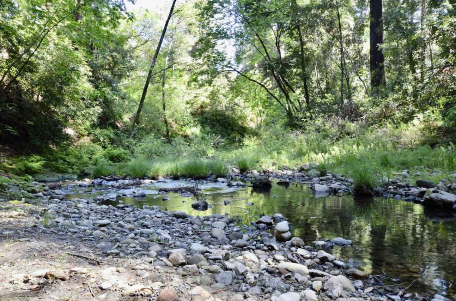 The Coastal Redwood Cabin | Creek - Soquel, California - glamping.directory
