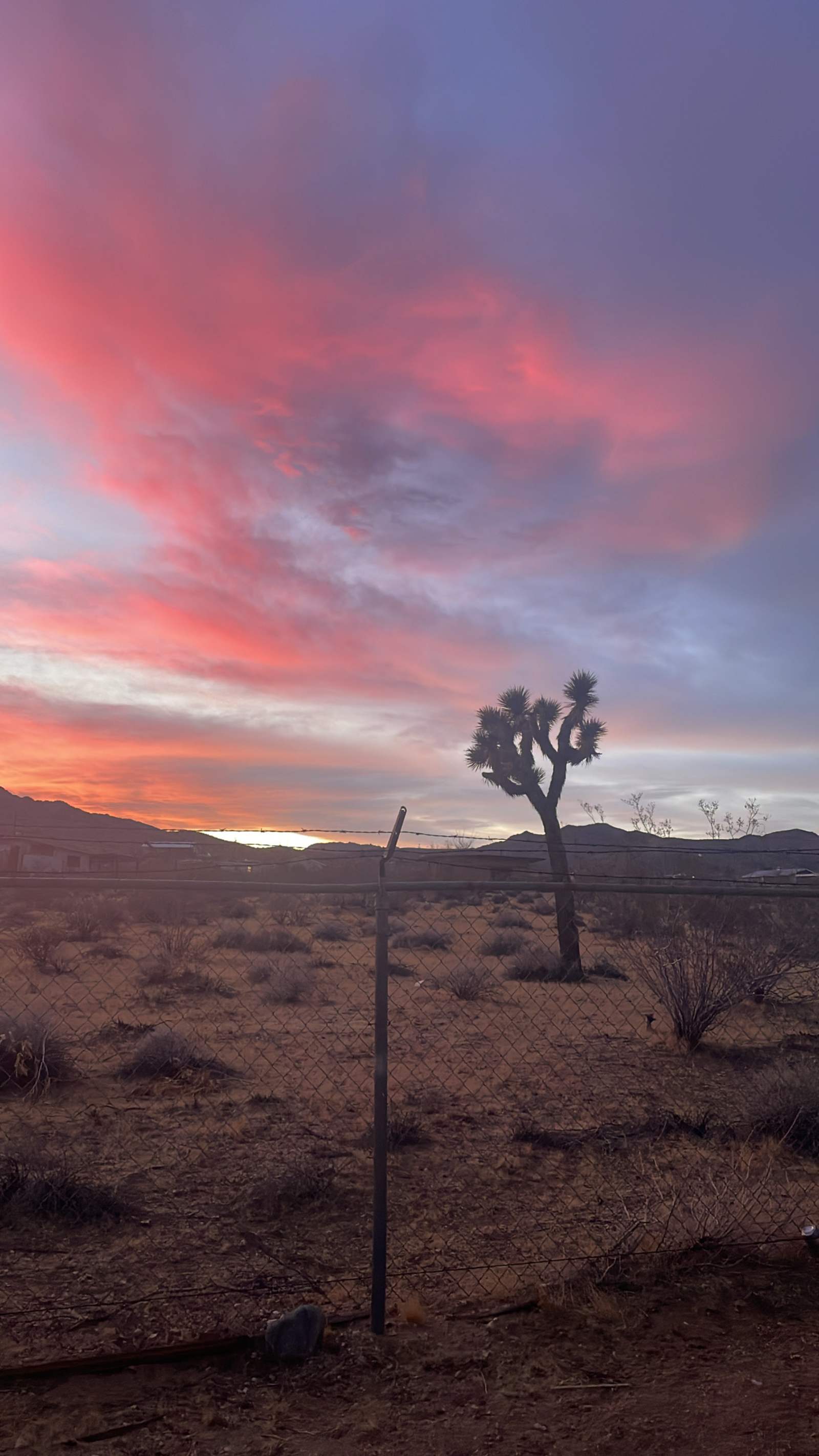 Joshua Tree Glamping Yurt - glamping.directory