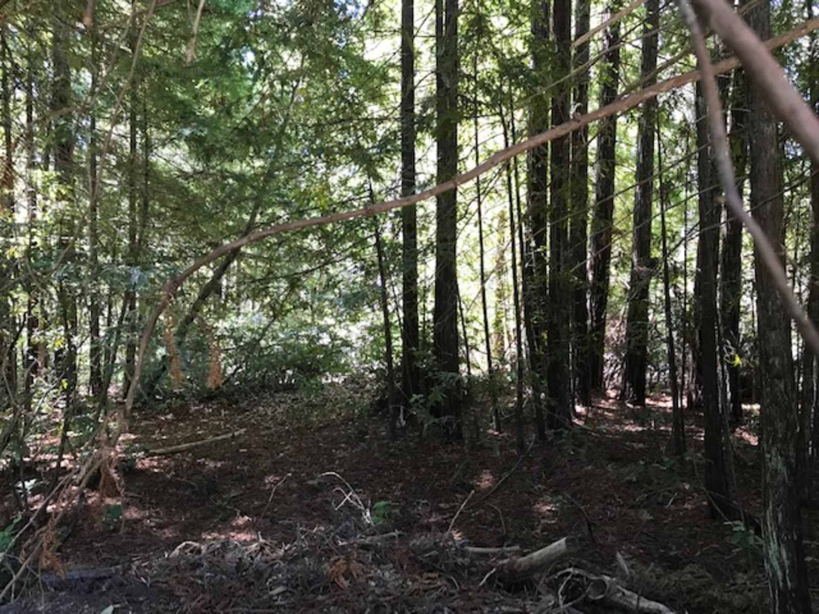 Thanktuary Retreat - Gualala, California - glamping.directory