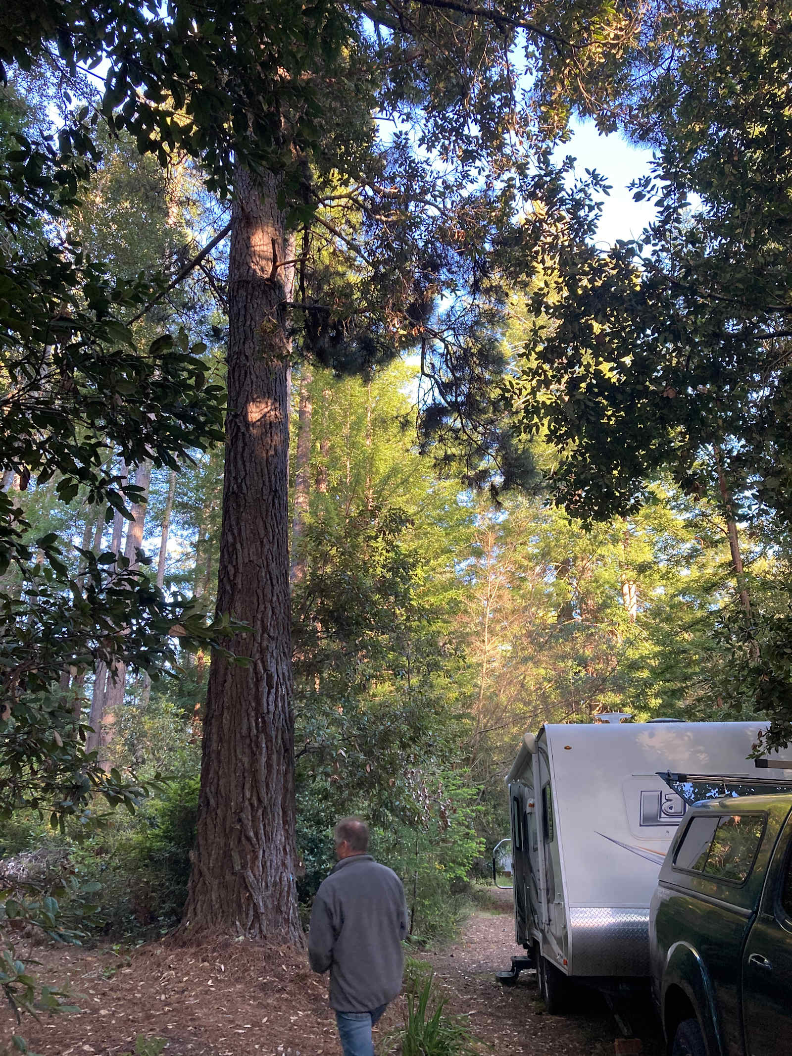 Redwood Forest Raven Haven - Albion, California - glamping.directory