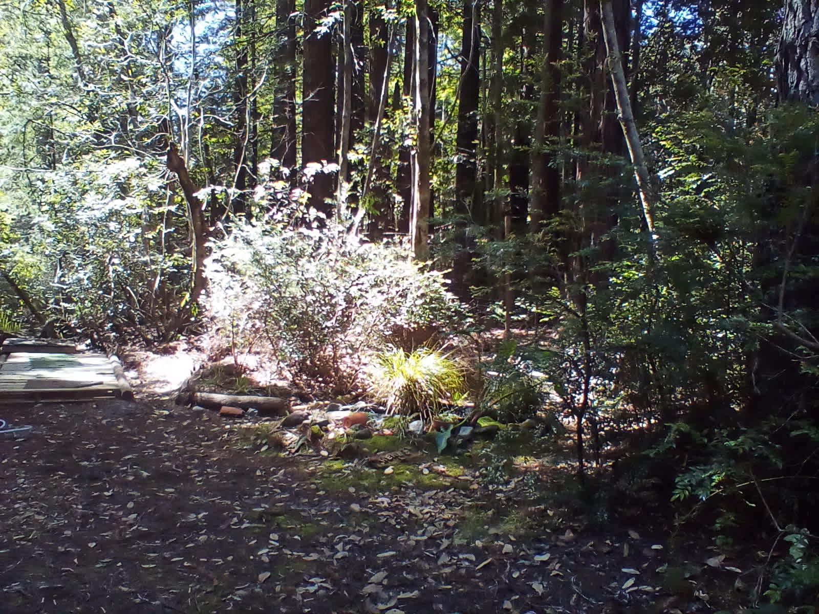 Redwood Forest Raven Haven - glamping.directory
