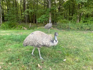 Cute Off-Grid Camper on an Exotic-Animal Farm for a Unique Getaway near Charleston, West Virginia - Charleston, West Virginia - glamping.directory