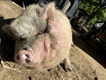 Cute Off-Grid Camper on an Exotic-Animal Farm for a Unique Getaway near Charleston, West Virginia - Charleston, West Virginia - glamping.directory