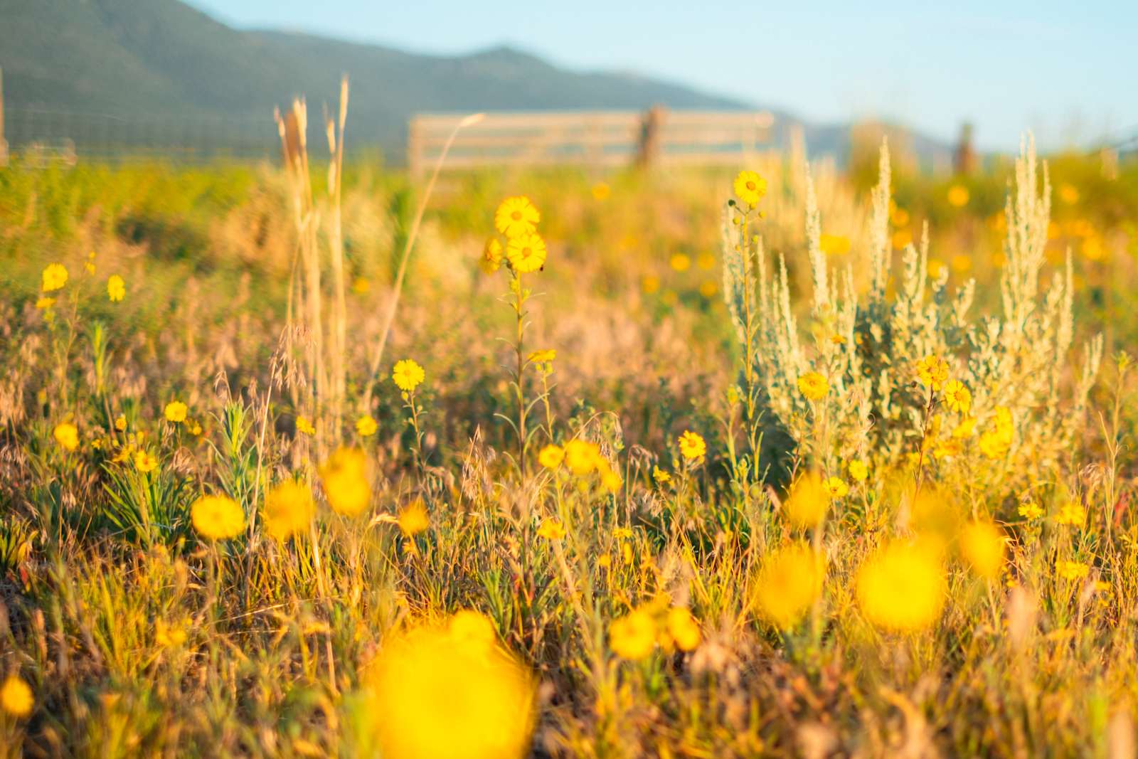 JD Hemphill Ranch Corner - Janesville, California - glamping.directory