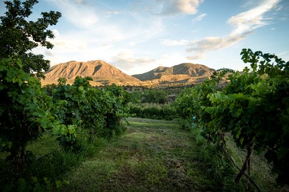 Quaint Bell Tent with Beautiful Vineyards Views in Cortez, Colorado - Cortez, Colorado - glamping.directory