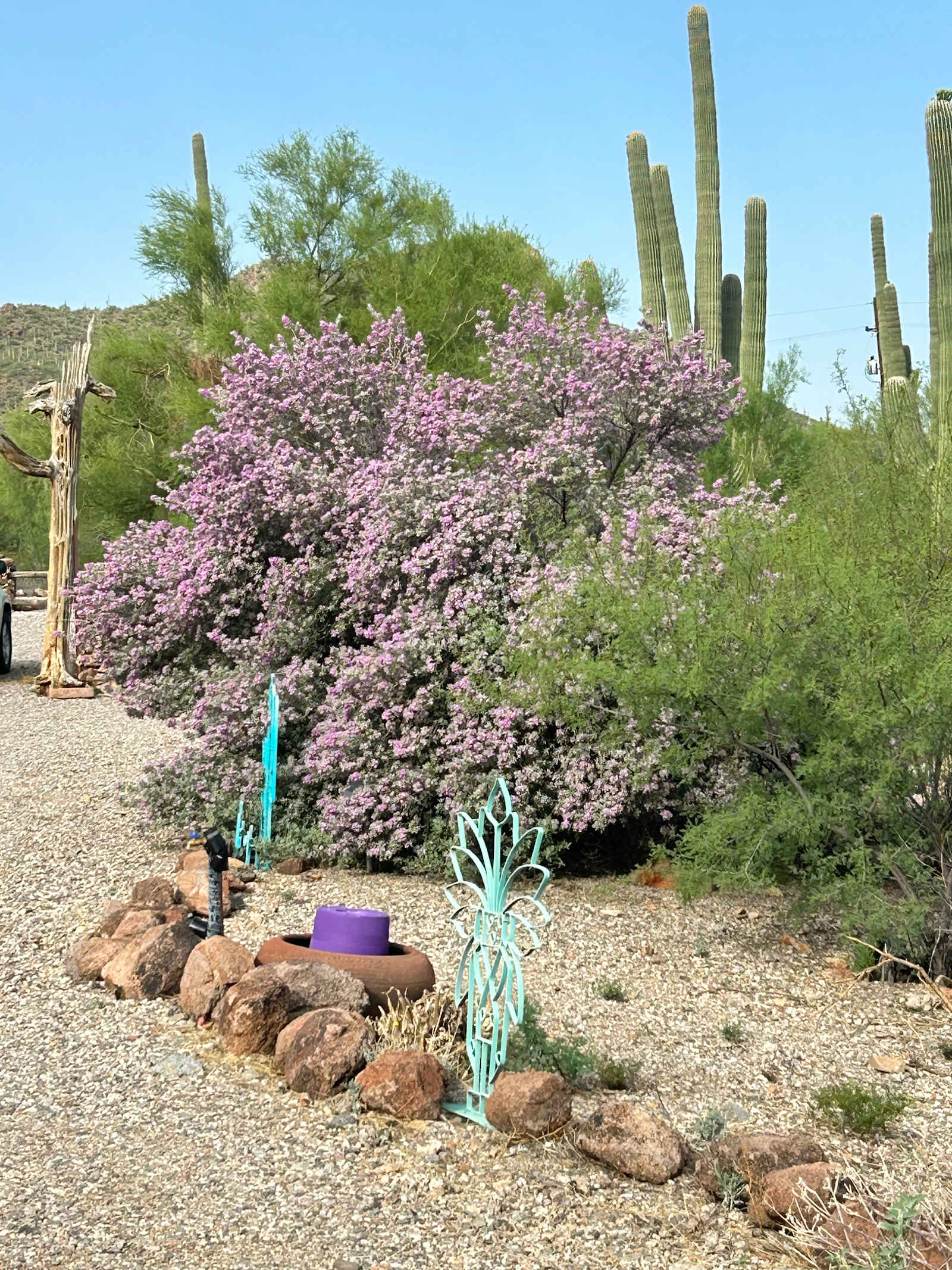 Saguaro Sky Ranch - Tucson, Arizona - glamping.directory