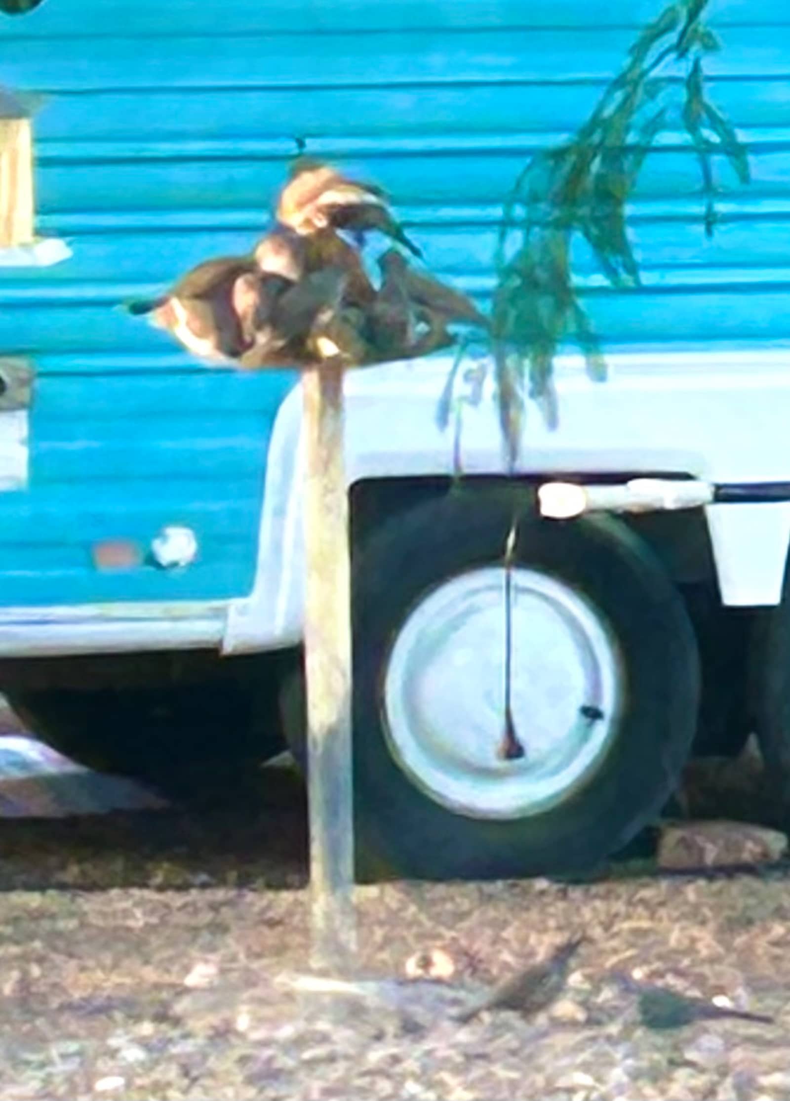 Saguaro Sky Ranch - Tucson, Arizona - glamping.directory