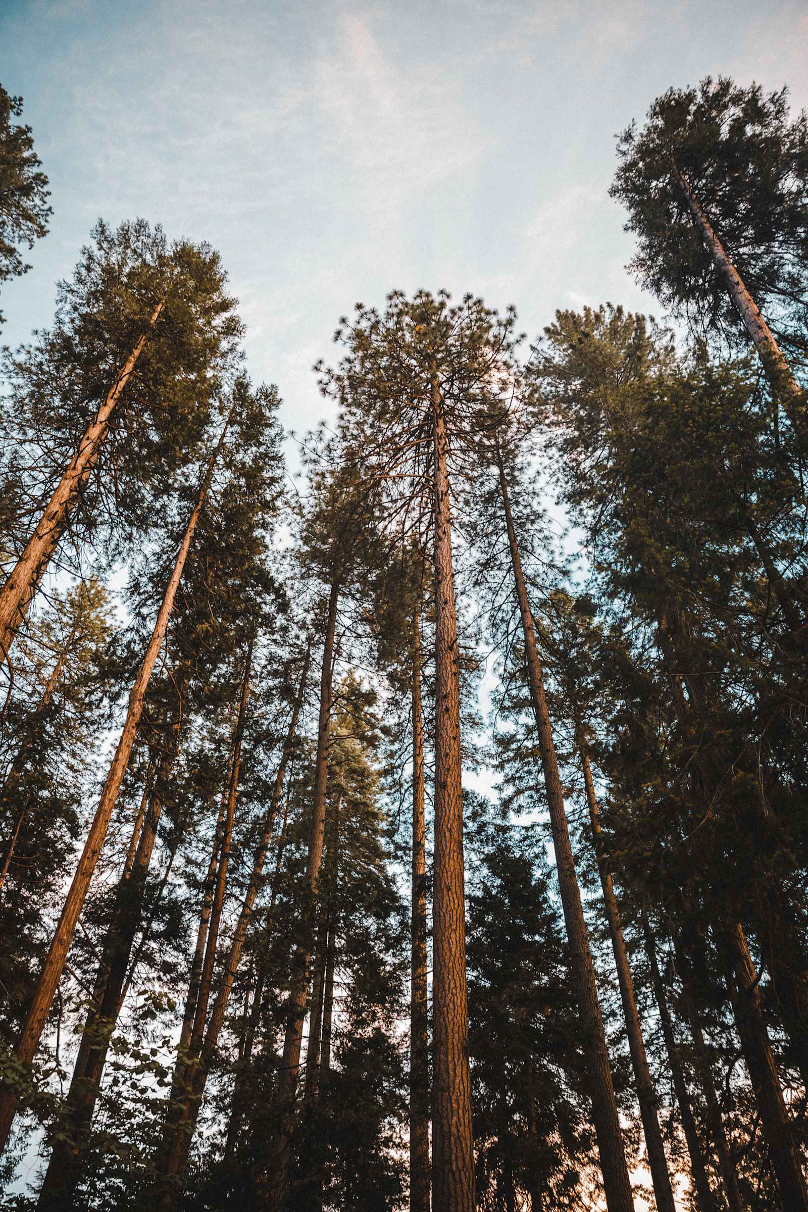 Harris Family Farm and Forest - Pollock Pines, California - glamping.directory