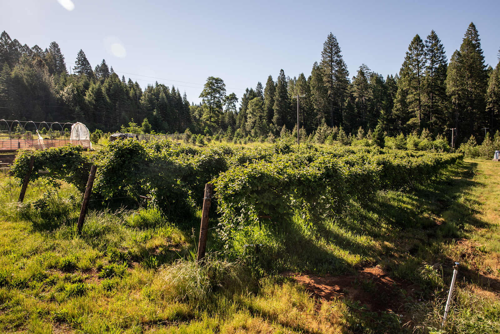 Harris Family Farm and Forest - Pollock Pines, California - glamping.directory