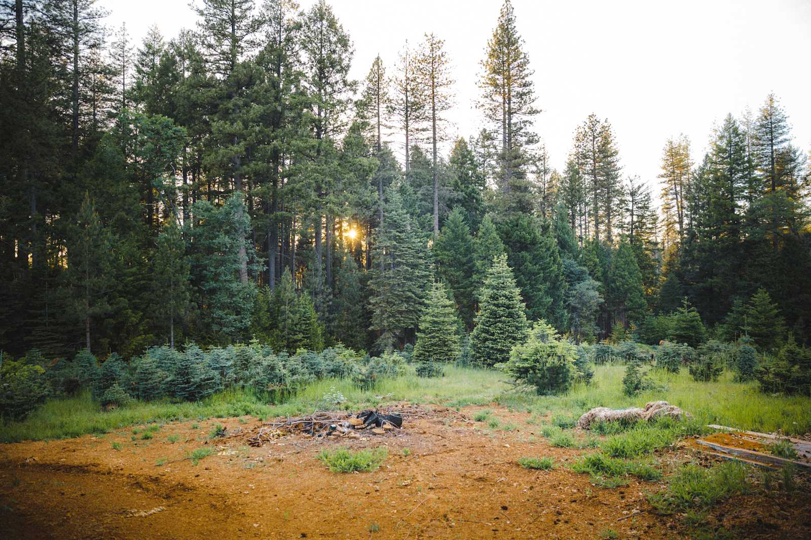Harris Family Farm and Forest - Pollock Pines, California - glamping.directory