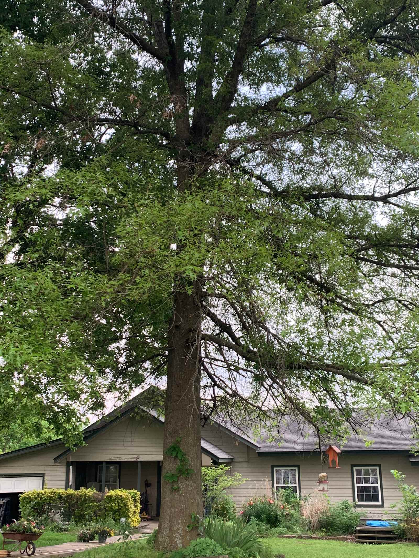 Fox Meadow RV Park - Siloam Springs, Arkansas - glamping.directory
