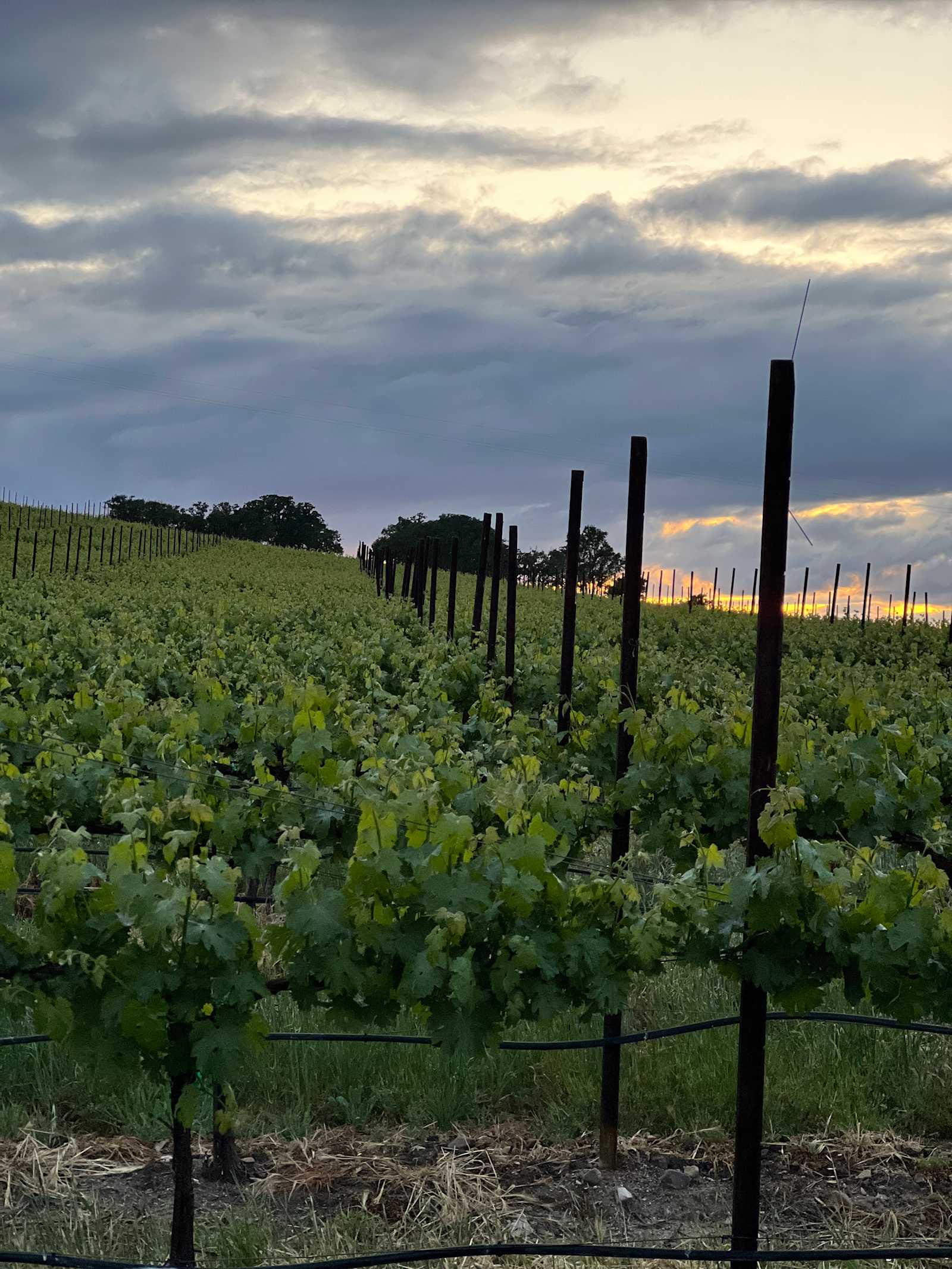 Vineyard View NoFuss - San Miguel, California - glamping.directory