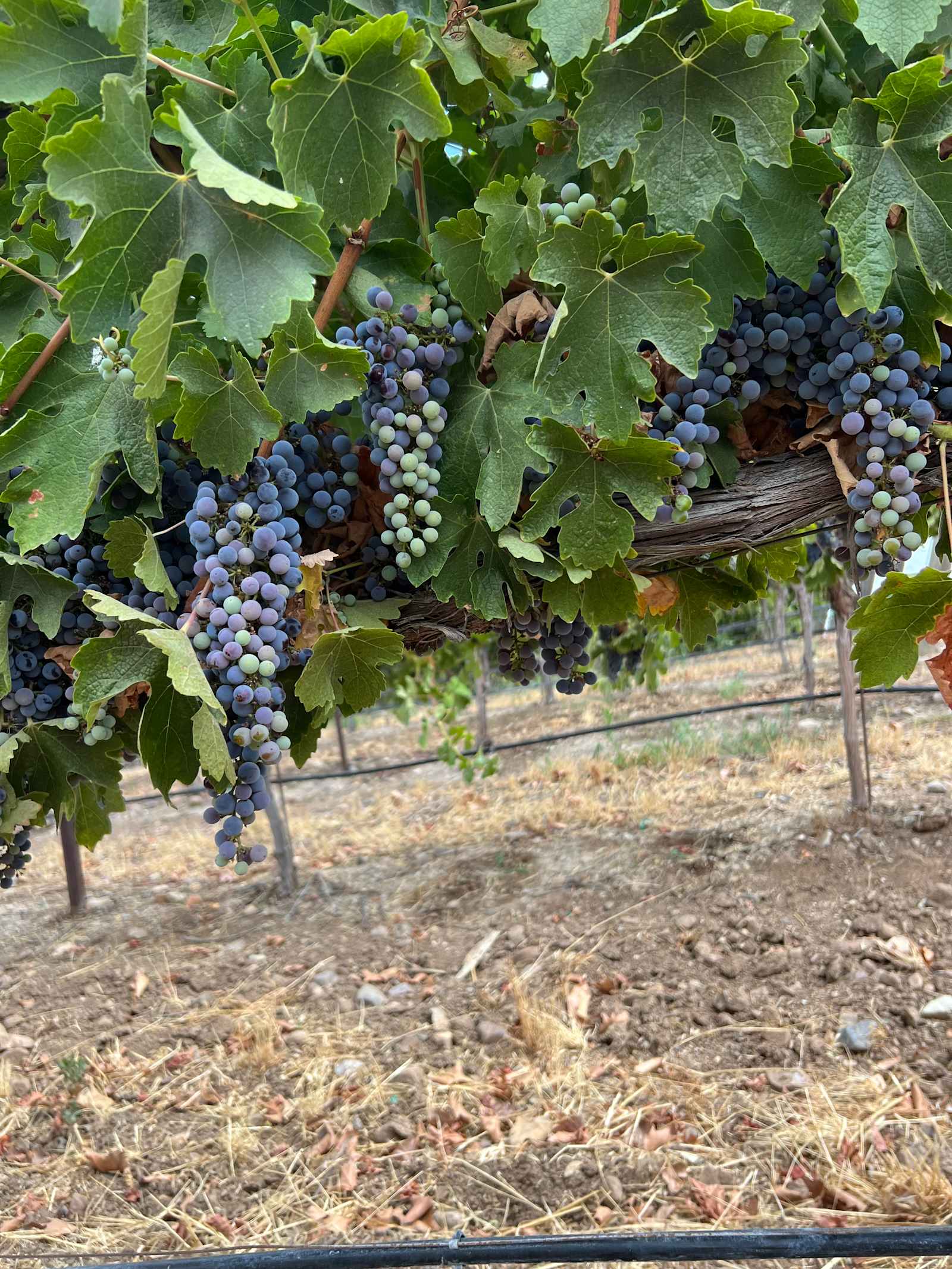 Vineyard View NoFuss - glamping.directory
