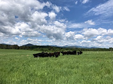 Rustic Bell Tent on Working Farm in New York with Views of the Adirondacks - Westport, New York - glamping.directory