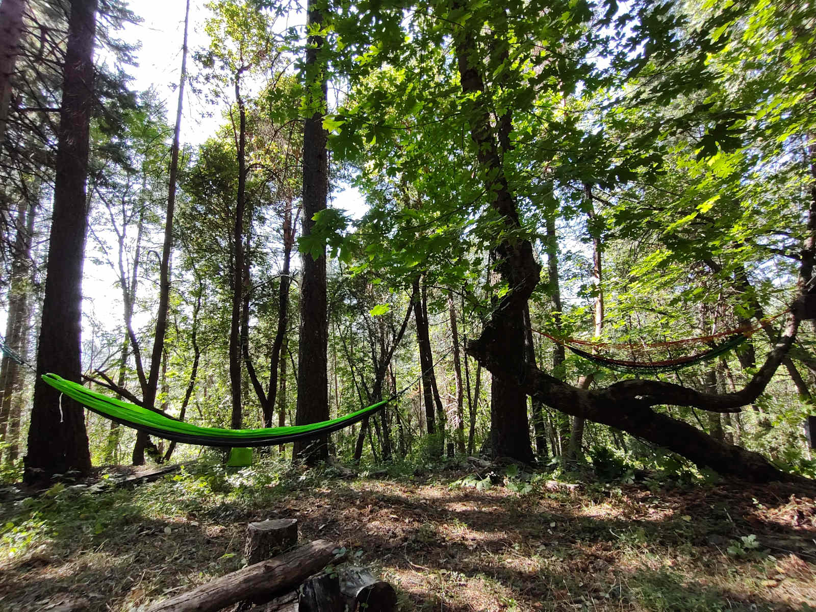 Forest Mountain Treehouse Retreat - glamping.directory