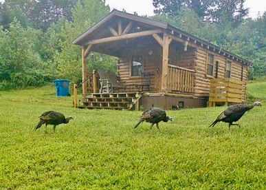 Cozy Studio Cabin Surrounded by Nature for a Peaceful Getaway near Gallipolis, Ohio - glamping.directory