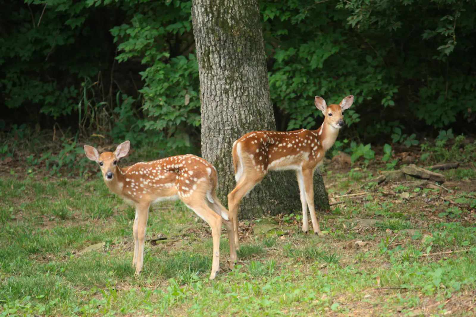 Bug Tussle Ridge - Fayetteville, Arkansas - glamping.directory