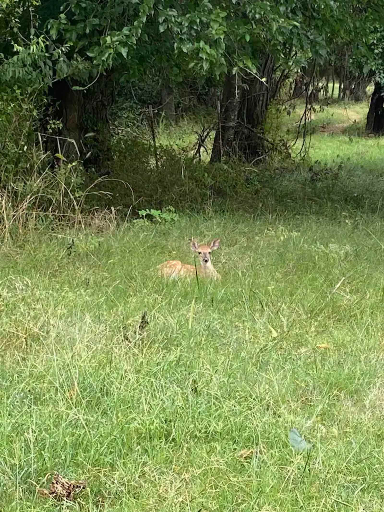 Bug Tussle Ridge - Fayetteville, Arkansas - glamping.directory