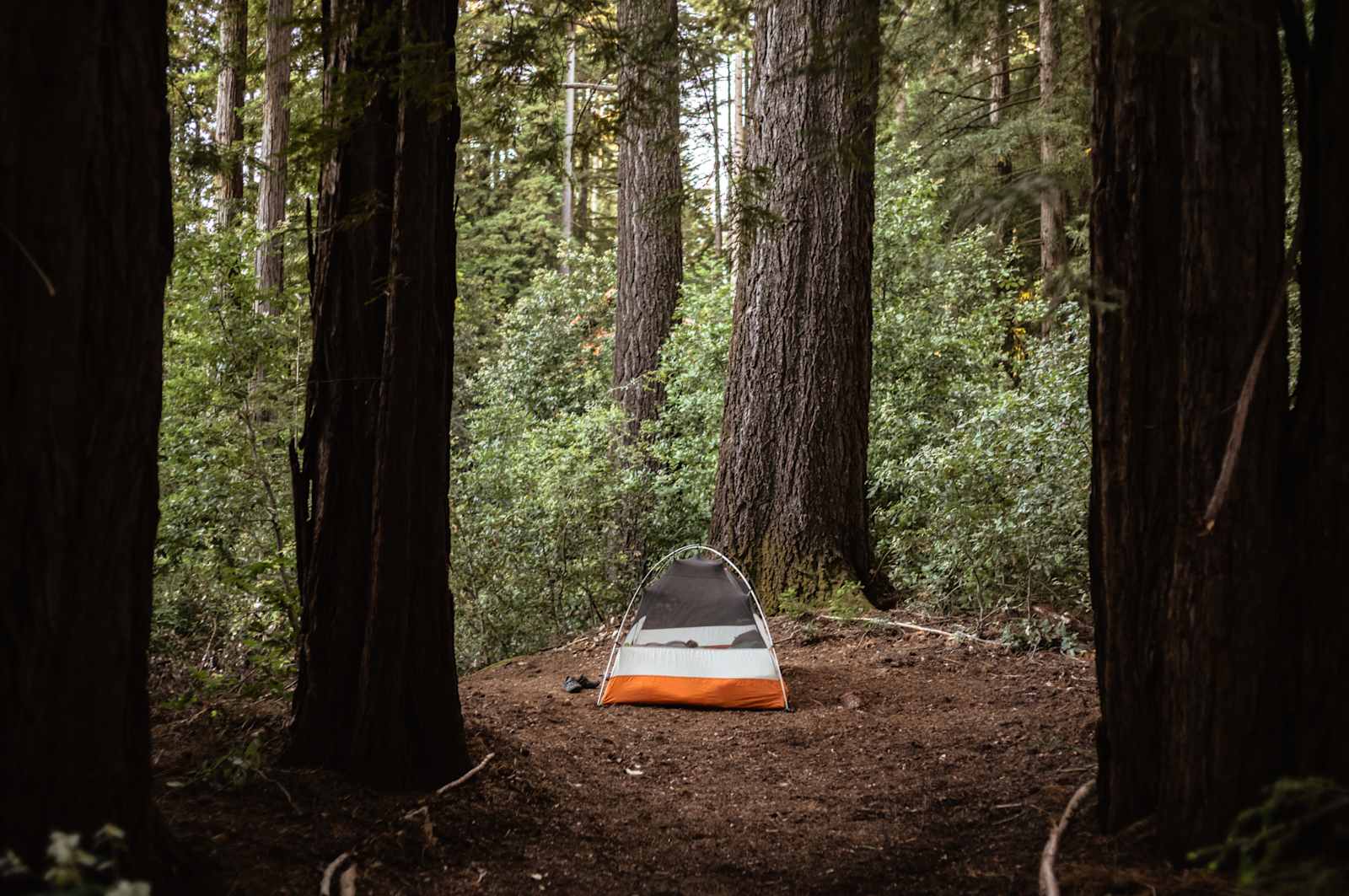 Redwood Paradise Camping - California - glamping.directory