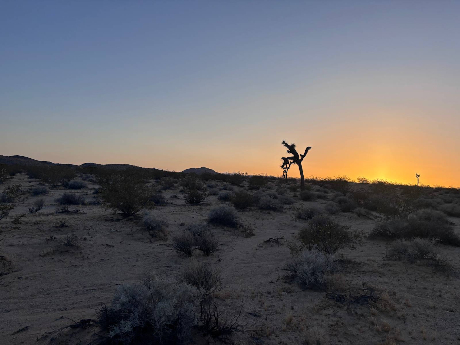 Sky View Camp - Joshua Tree, California - glamping.directory