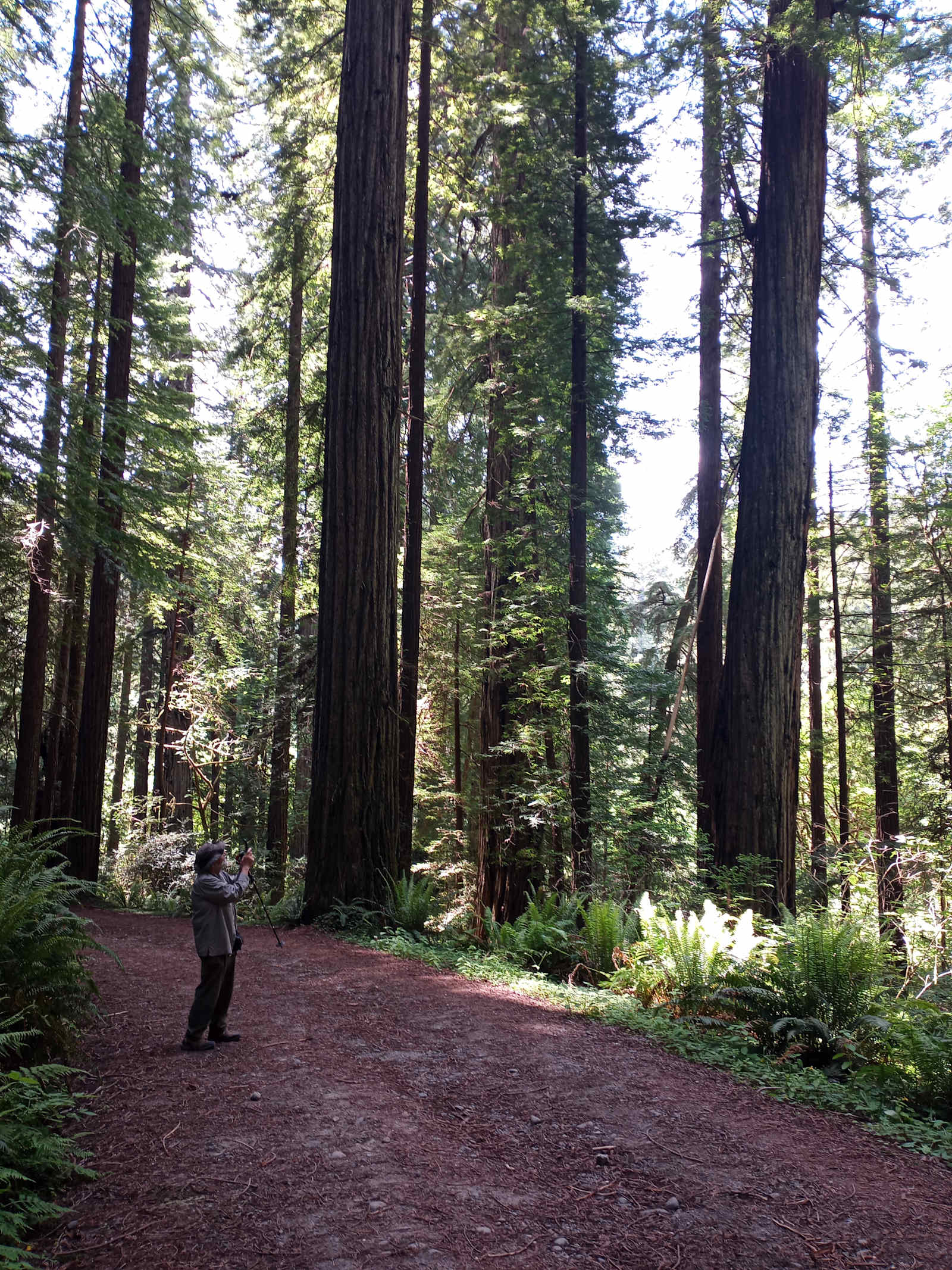 Woods, Waves & Wags/Hipcamp - Klamath, California - glamping.directory