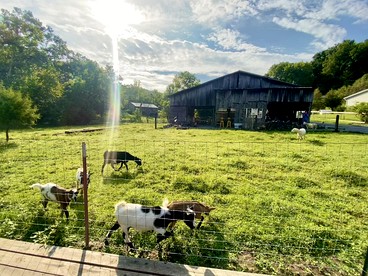 Peaceful Cabin Retreat with Spa Features & Unique Farm Vibes in Newport, Tennessee - Newport, Tennessee - glamping.directory