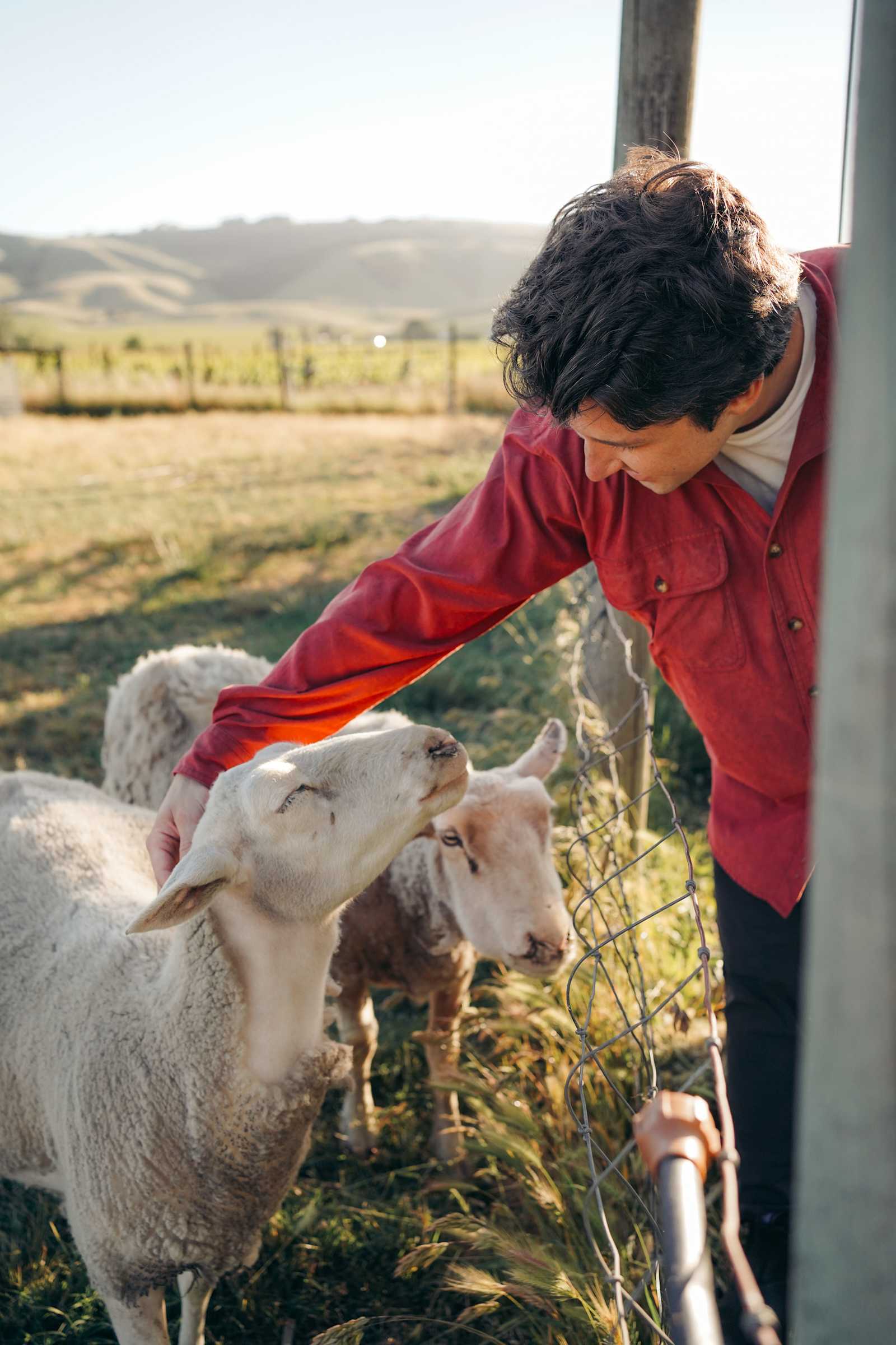 Studdert Family Farm - Temelec, California - glamping.directory