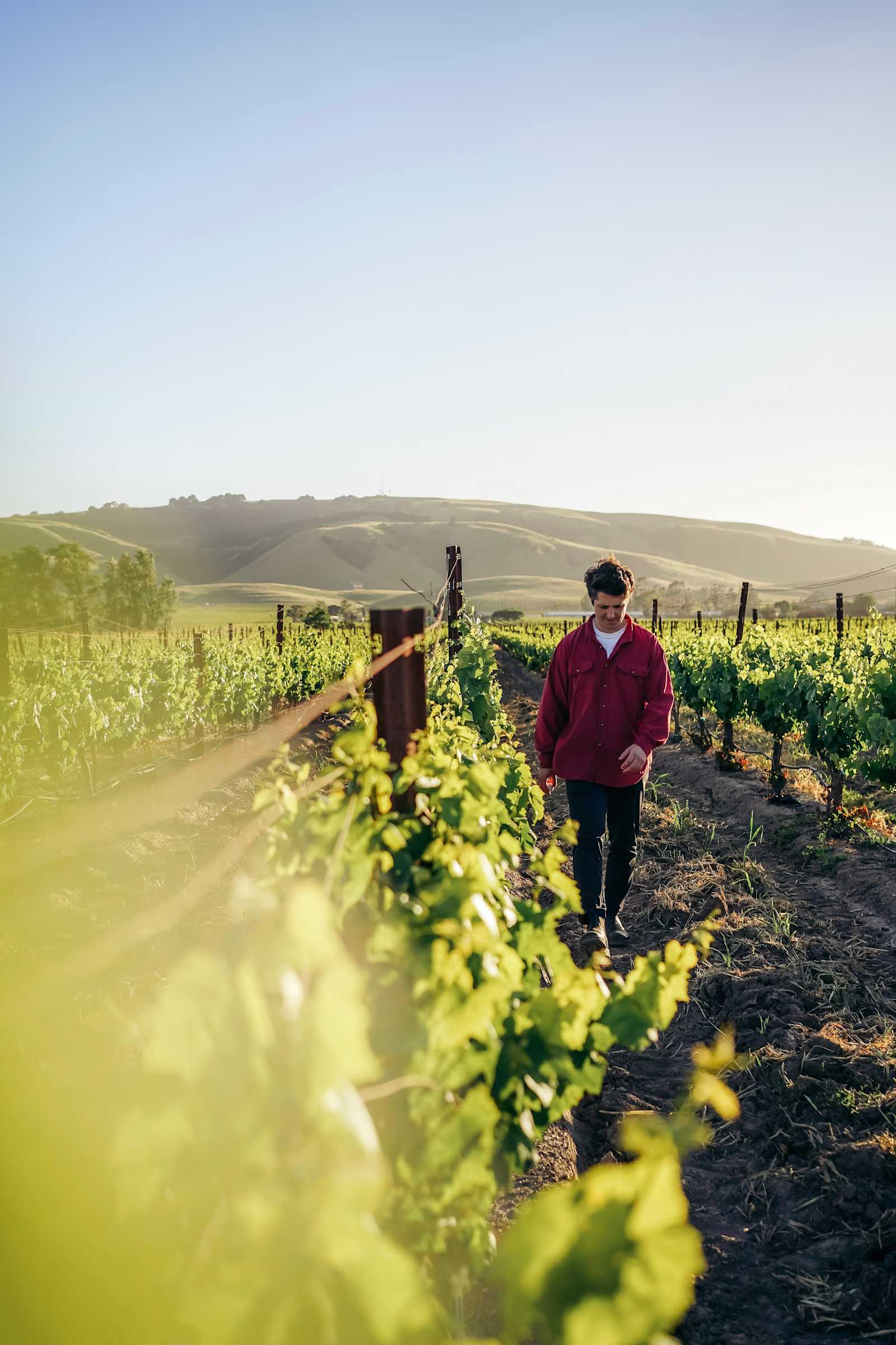 Studdert Family Farm - Temelec, California - glamping.directory