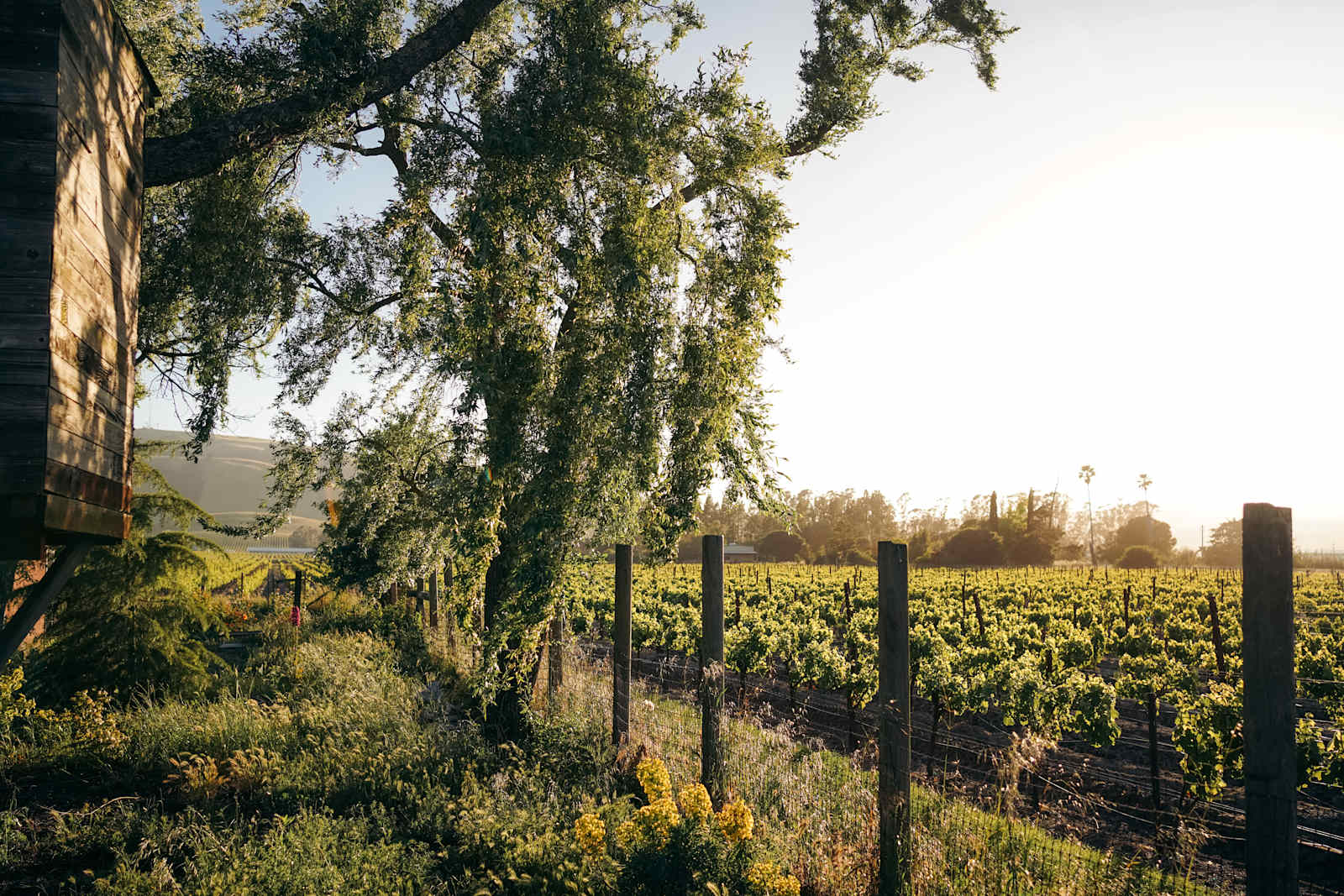 Studdert Family Farm - Temelec, California - glamping.directory