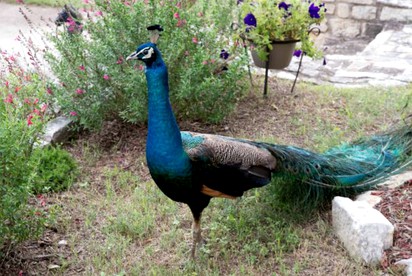 Charming Group Rental Castle for Special Occasions in the Hill Country of Marble Falls, Texas - Marble Falls, Texas - glamping.directory