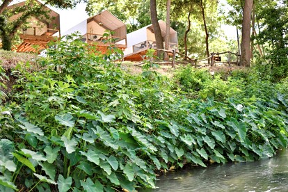 Reconnect by the Water: Tented Cabin Oasis for a Texas Lakeside Getaway - Cibolo, Texas - glamping.directory
