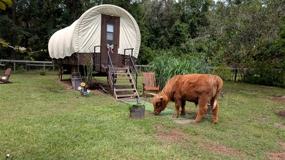 Soulful Glamping Experience with Highland Cows, Private Wagon & Nature in Melrose, Florida - glamping.directory