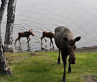 Rustic Cabin Rental with Wi-Fi near the Captain Cook State Recreation Area, Alaska - Kenai, Alaska - glamping.directory