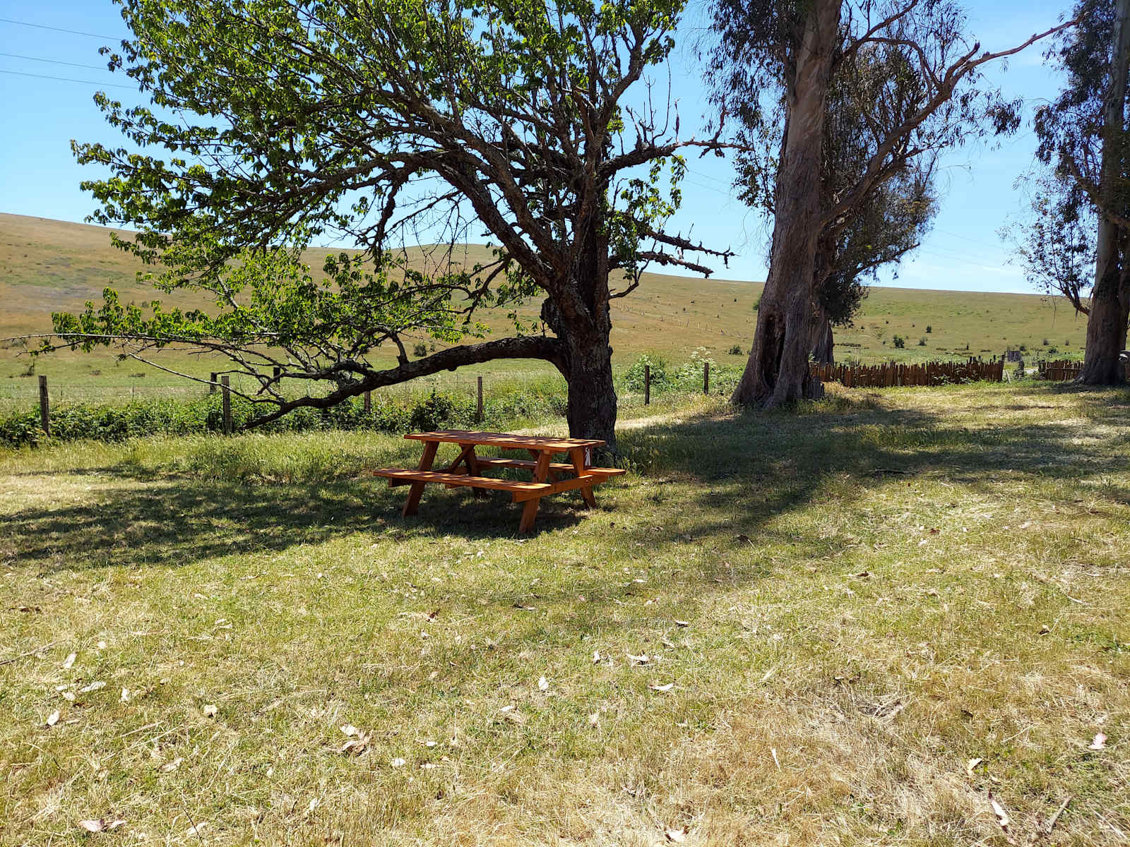The Meadow Grove of Hands Full Farm - Valley Ford, California - glamping.directory