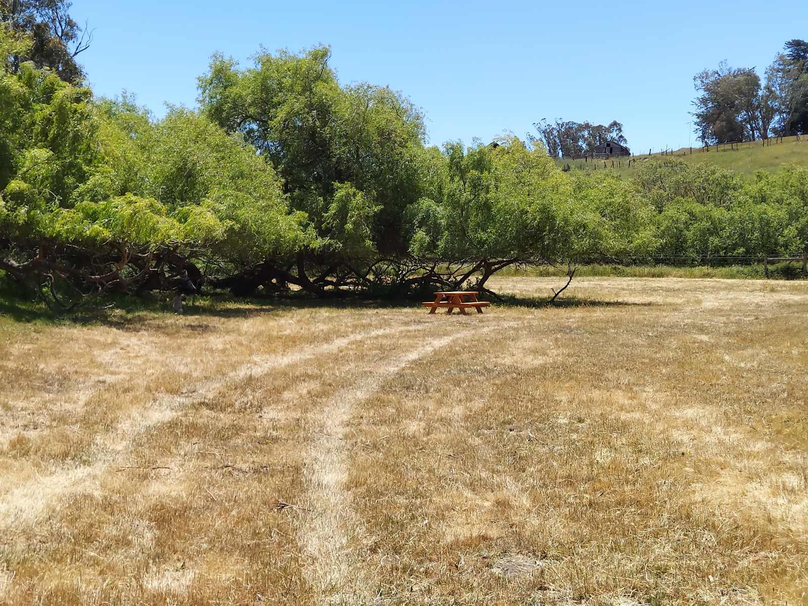 The Meadow Grove of Hands Full Farm - Valley Ford, California - glamping.directory