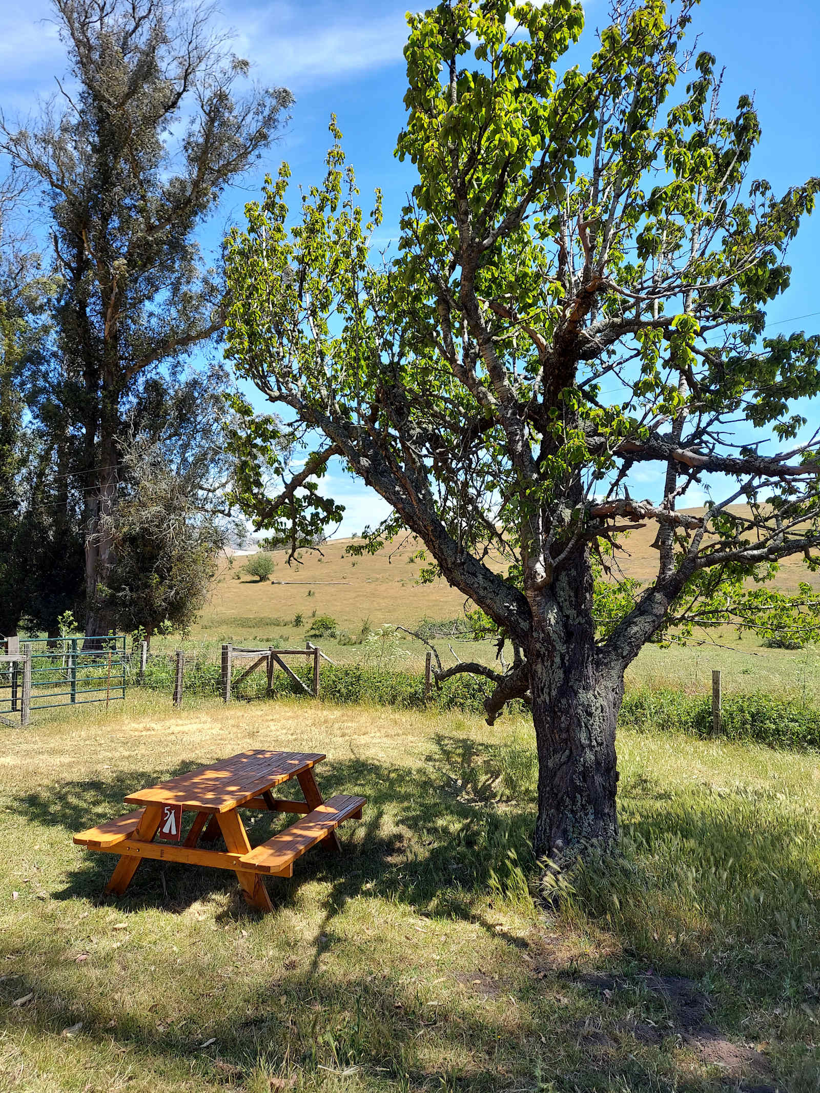The Meadow Grove of Hands Full Farm - Valley Ford, California - glamping.directory