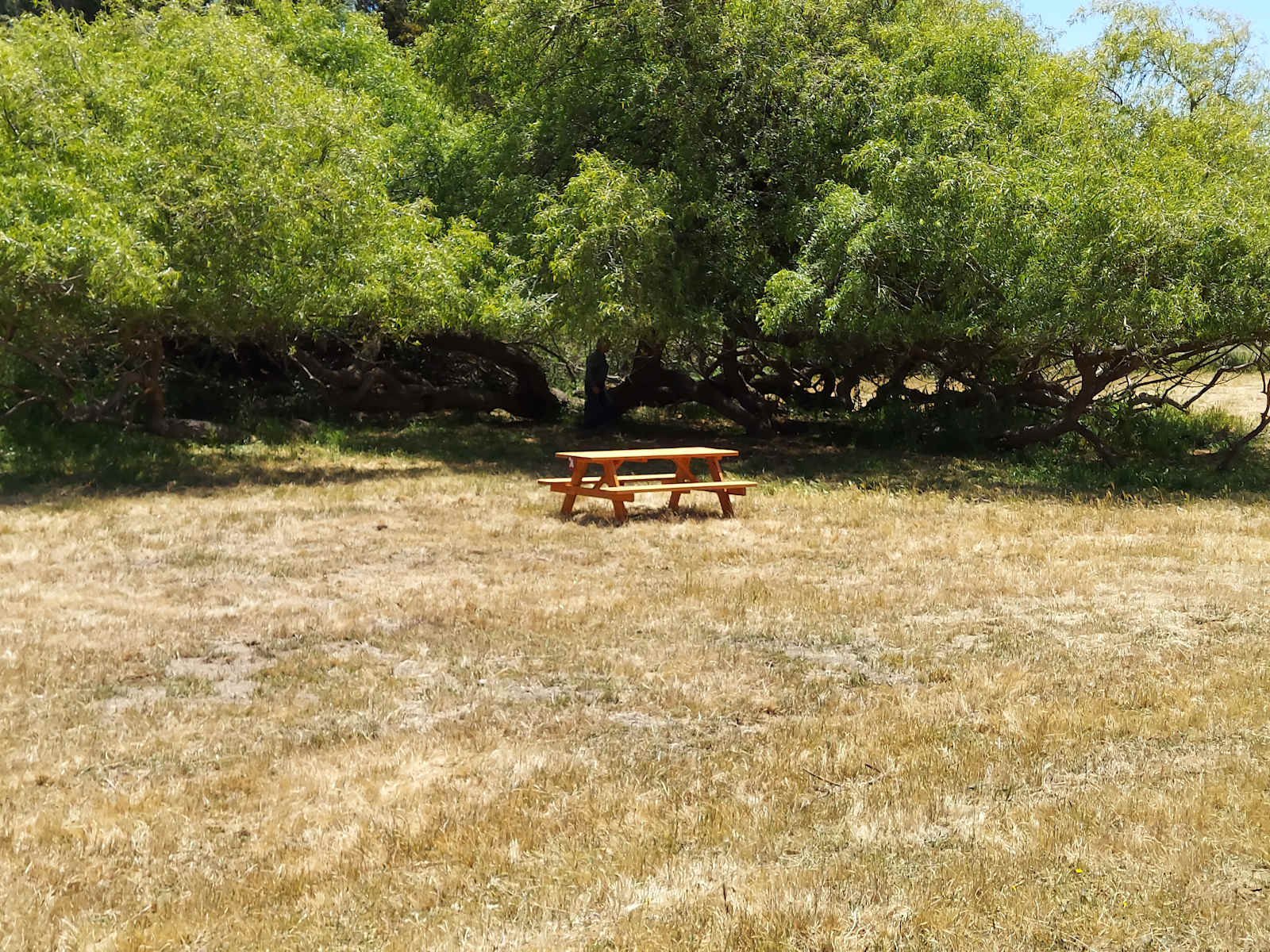 The Meadow Grove of Hands Full Farm - Valley Ford, California - glamping.directory