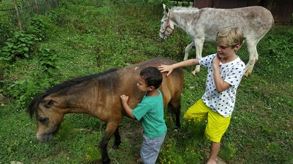 Farmhouse Cabin Getaway near Ozark Forest in Arkansas - Marshall, Arkansas - glamping.directory