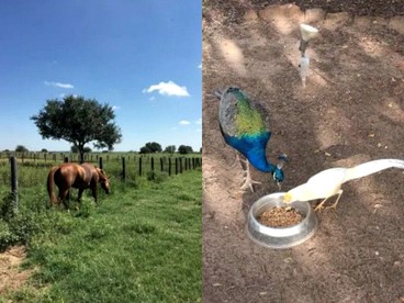 Unique Farm-Stay Cabin on Idyllic Pastureland in Wilson County, Texas - Floresville, Texas - glamping.directory