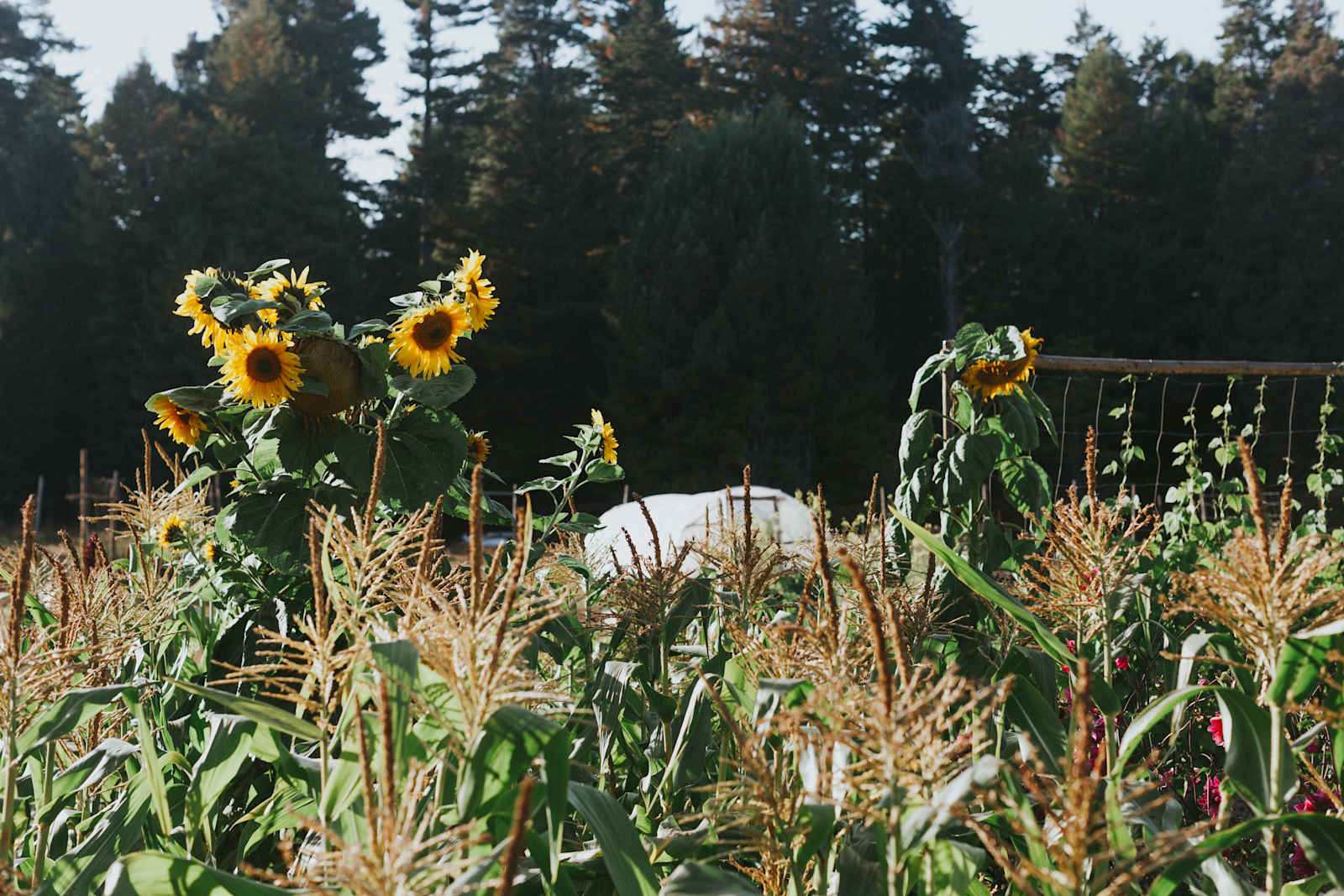Meadow Farm & Forest - Fort Bragg, California - glamping.directory