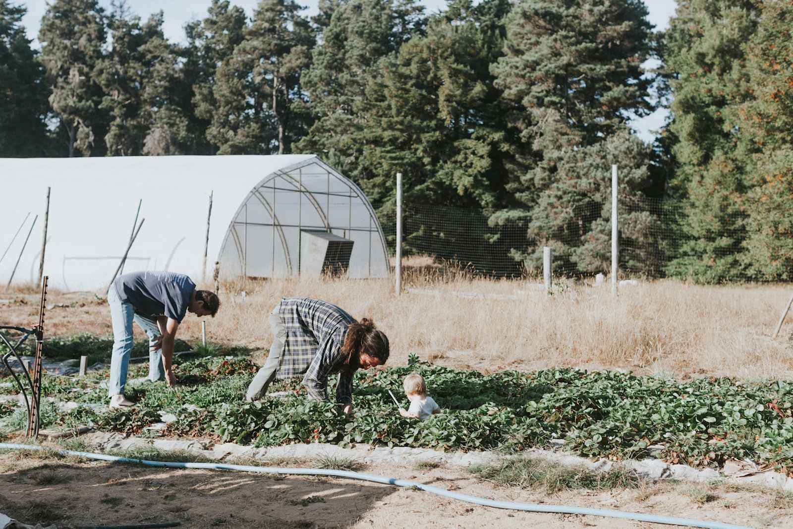 Meadow Farm & Forest - Fort Bragg, California - glamping.directory