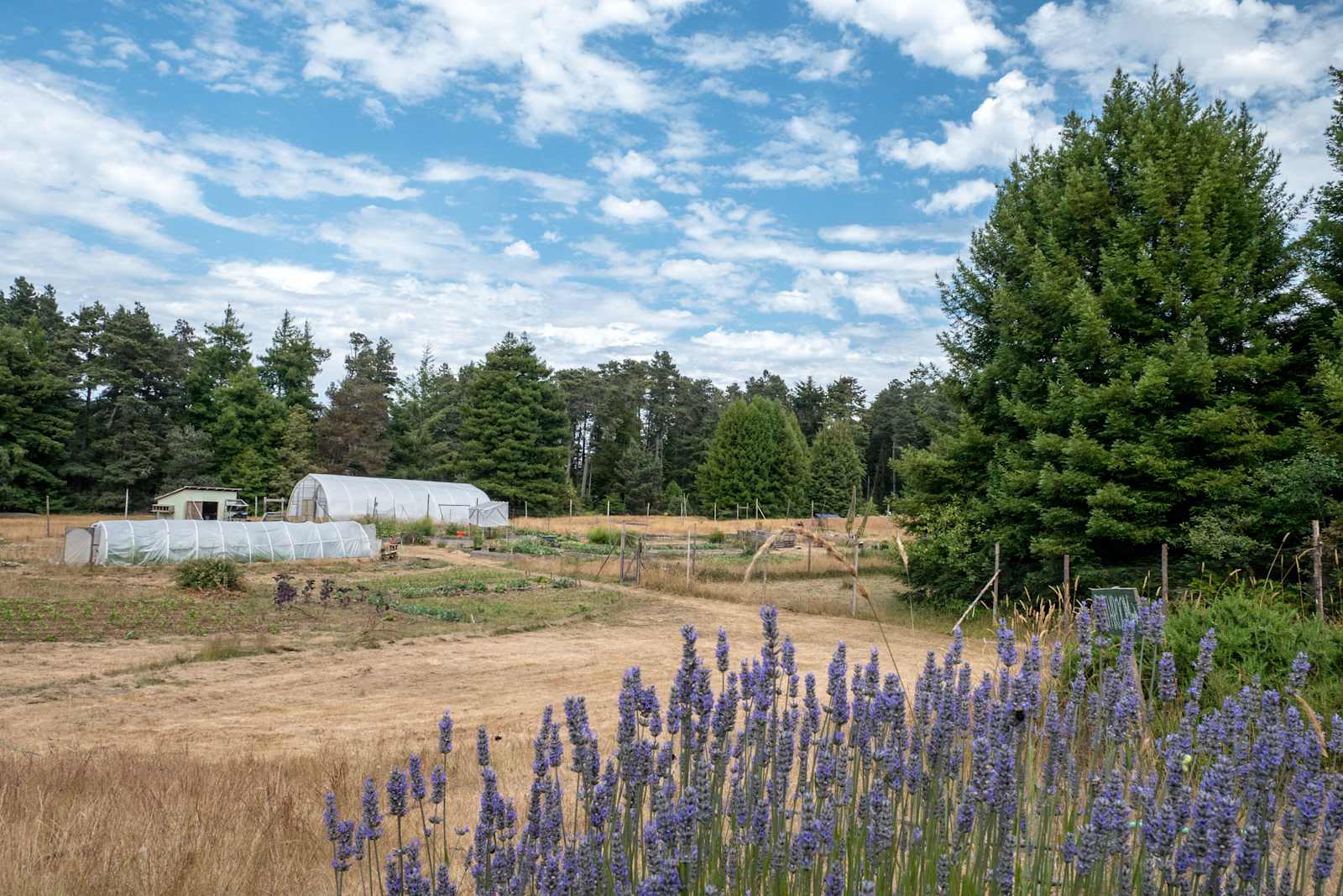 Meadow Farm & Forest - Fort Bragg, California - glamping.directory