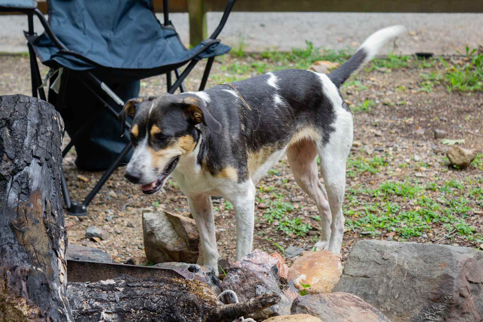 Caddo River Camp: Tent, RV, Cabins - Caddo Gap, Arkansas - glamping.directory
