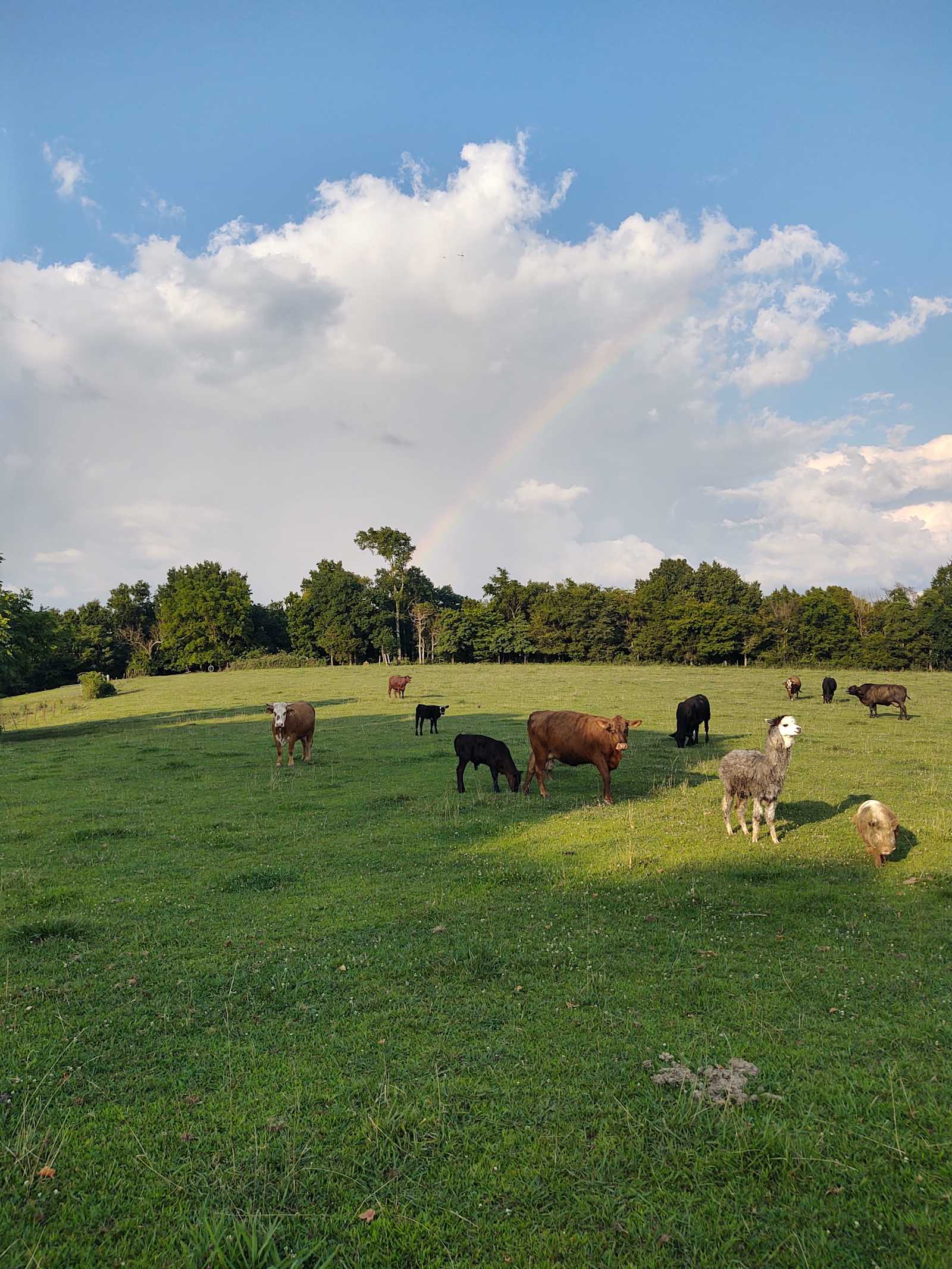 Bullwick Farms - West Fork, Arkansas - glamping.directory