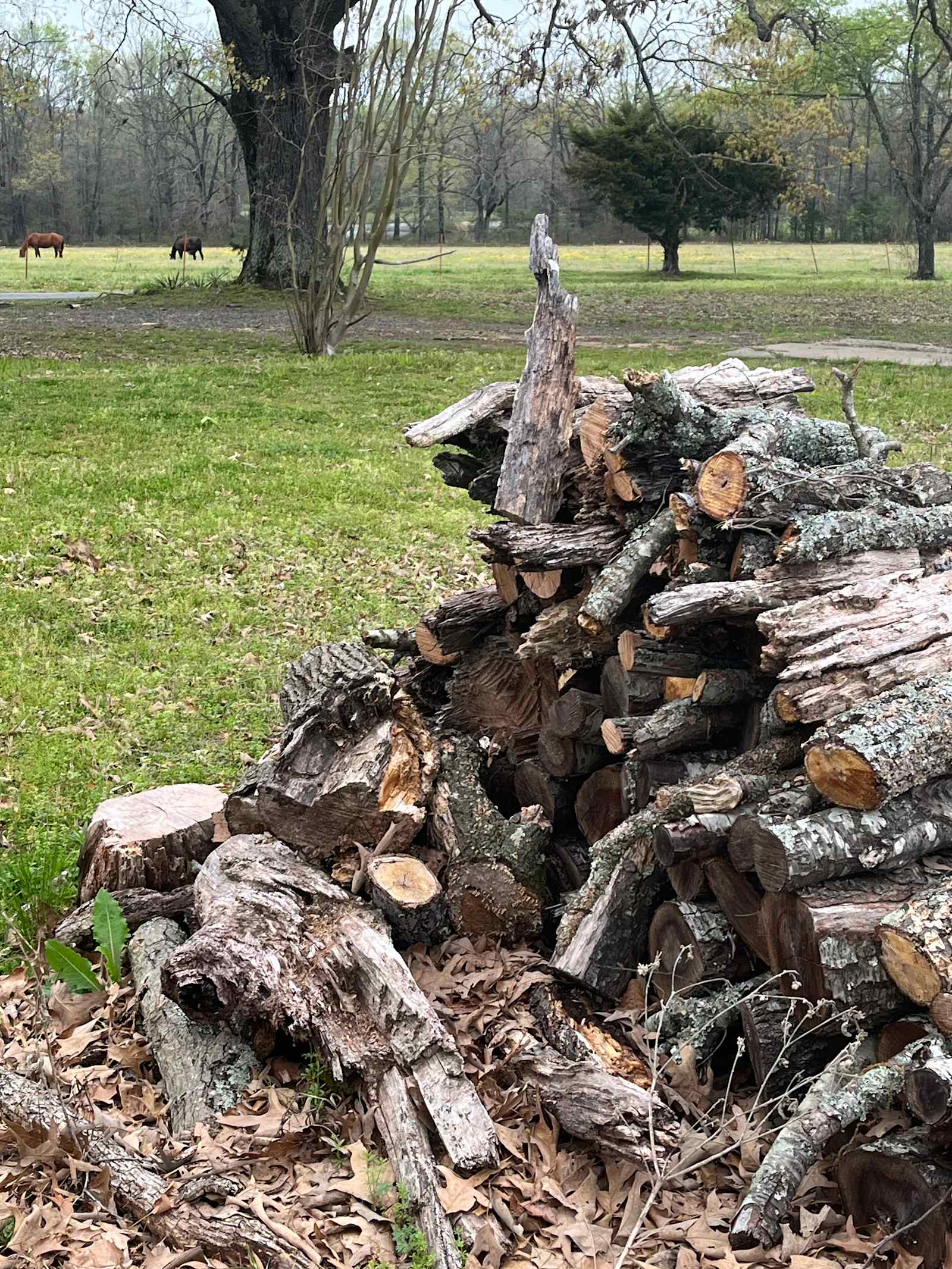 DMB Horse Farm - Wooster, Arkansas - glamping.directory