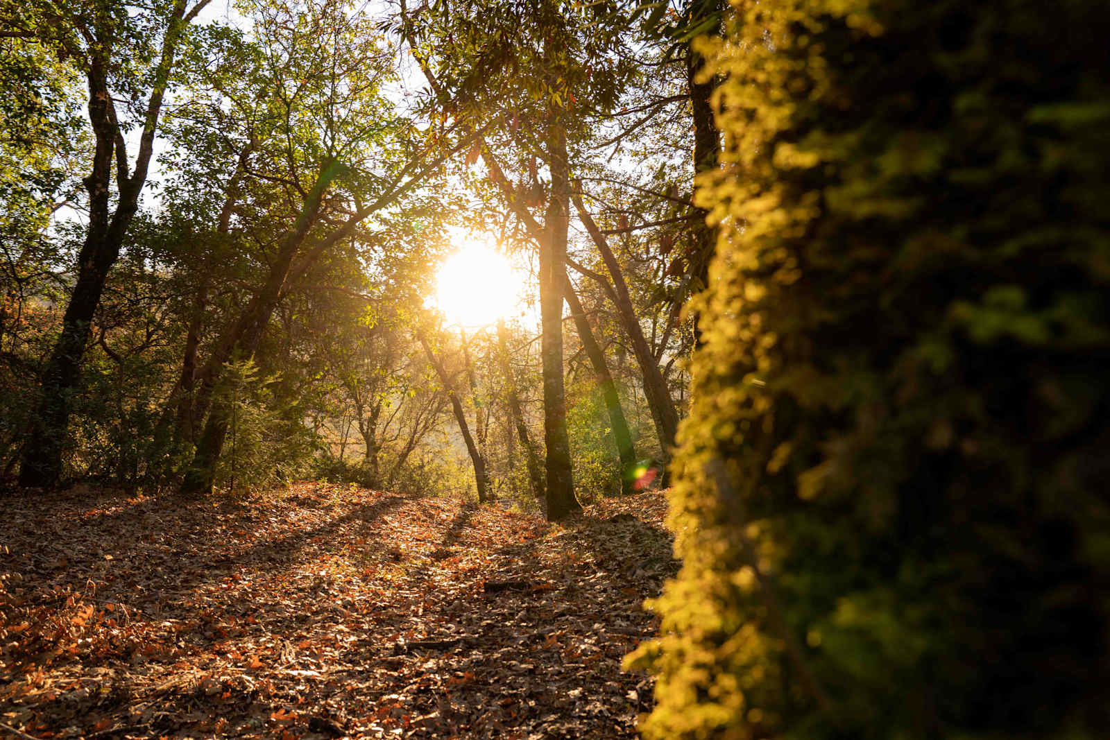 spirit chicken ranch - Ukiah, California - glamping.directory
