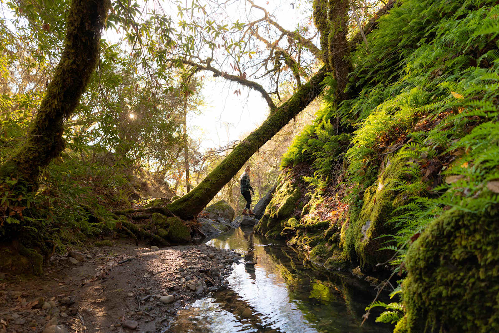 spirit chicken ranch - Ukiah, California - glamping.directory