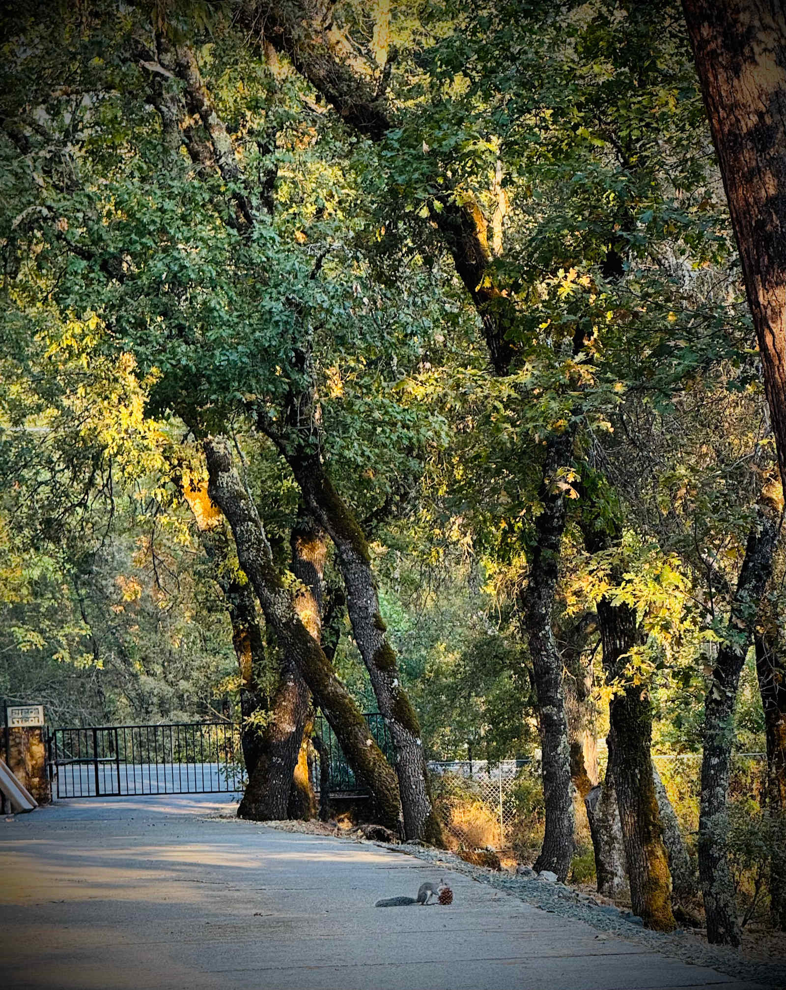 Pleasant Valley Creekside Ranch LLC - Penn Valley, California - glamping.directory
