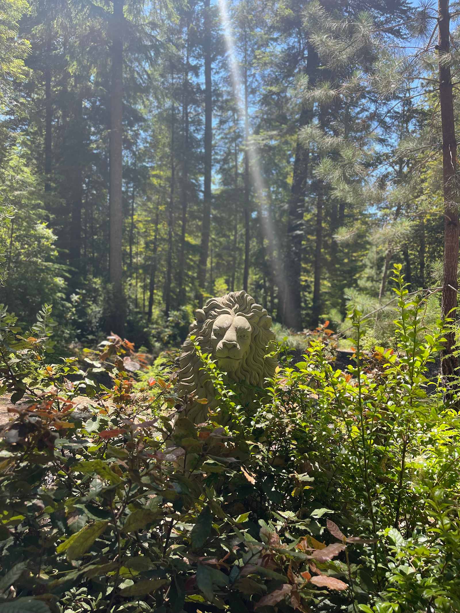 CAMPFIRE! - Mendocino, California - glamping.directory